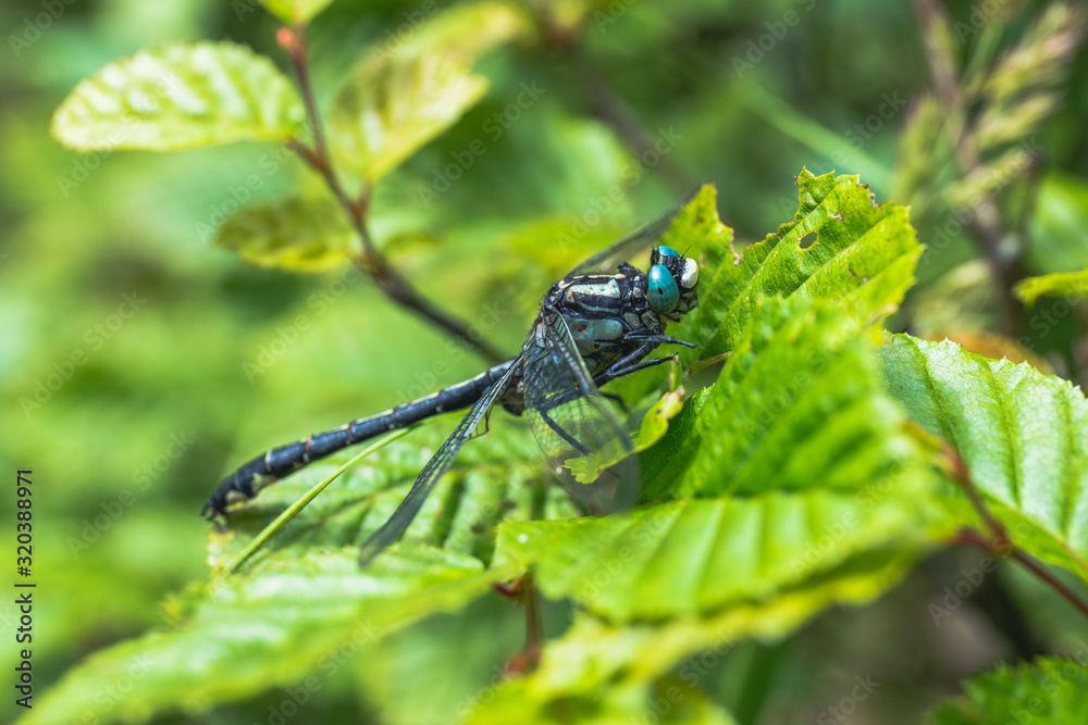 Dragonfly sitting on a leaf in sunny day - Aeshna cyanea Dragonfly sitting on a leaf in sunny day - Aeshna cyanea