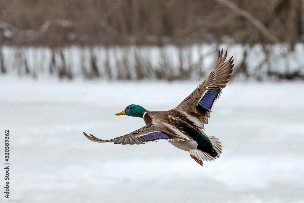 Obraz premium Duck. Mallard duck in flight.Natural scene from wisconsin conservation area.