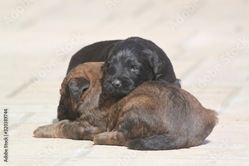 Obraz na plátně Adorable very young briard puppy shepherd dogs