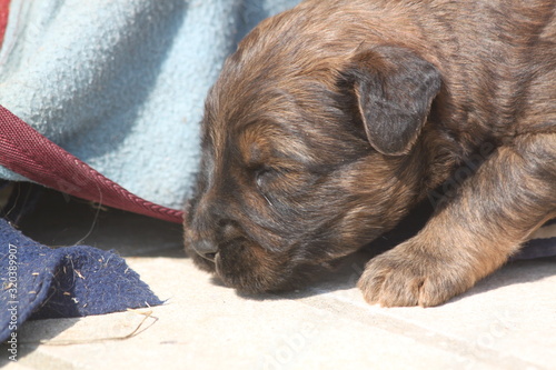 Adorable very young briard puppy shepherd dogs