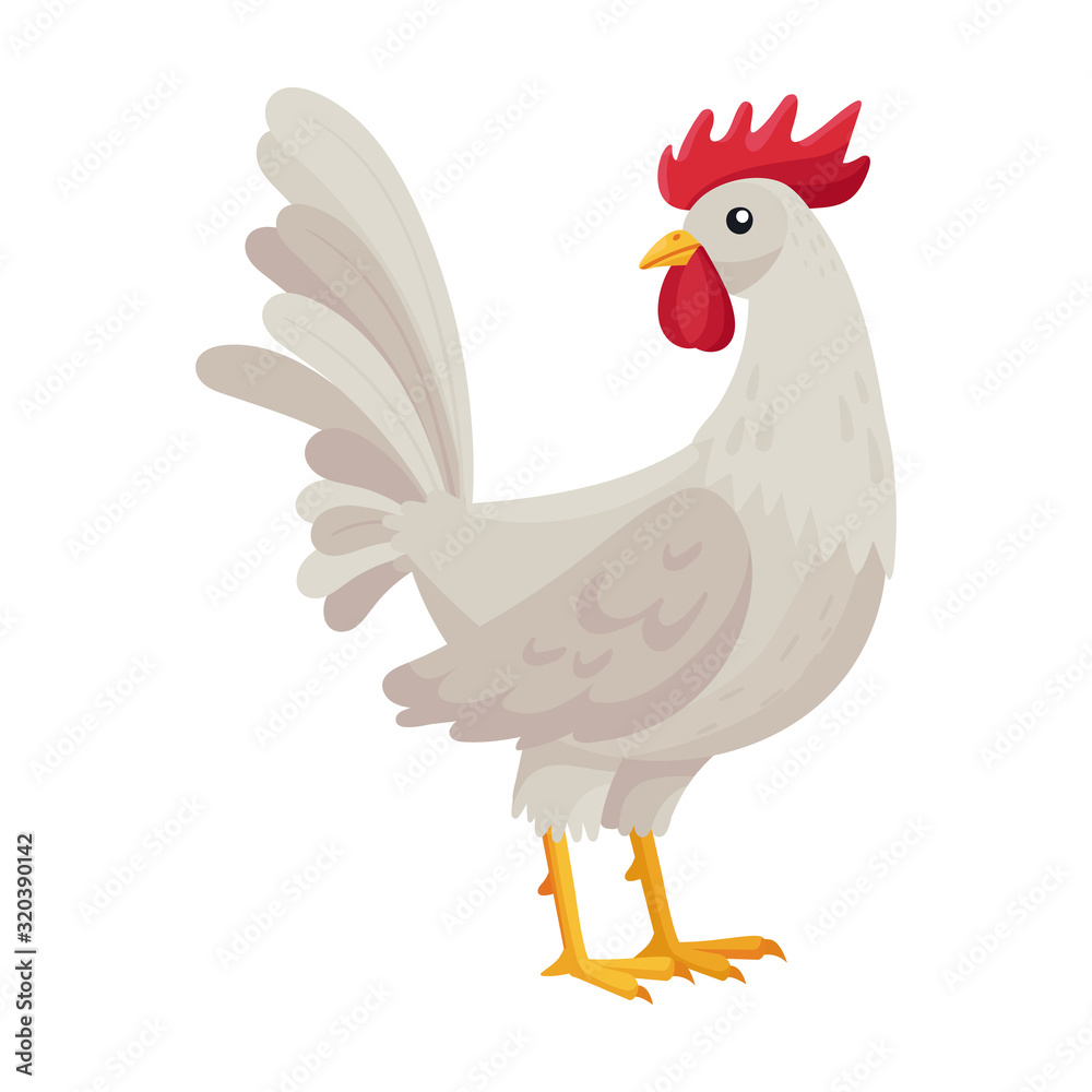 Cock of animal vector icon.Cartoon vector icon isolated on white background cock of animal.