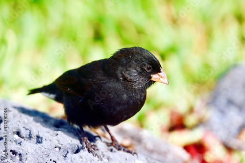 vampire ground finch of galapagos aka Geospiza difficilis septentrionalis