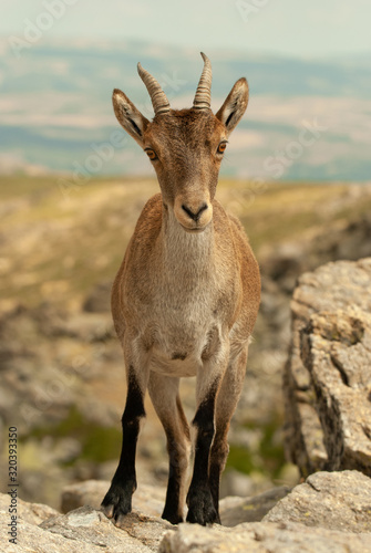 Goat from Sierra de Gredos.