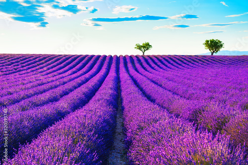 Lavender fields near Valensole  Provence  France. Beautiful summer landscape at sunset. Blooming lavender flowers