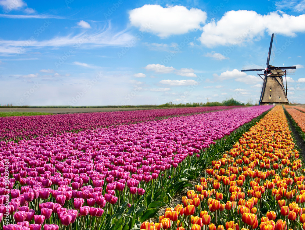 Beautiful magical spring landscape with a tulip field and windmills in the background of a cloudy sky in Holland. Charming places.