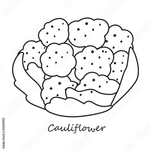 Cauliflower vector icon.Outline line vector icon isolated on white background cauliflower.
