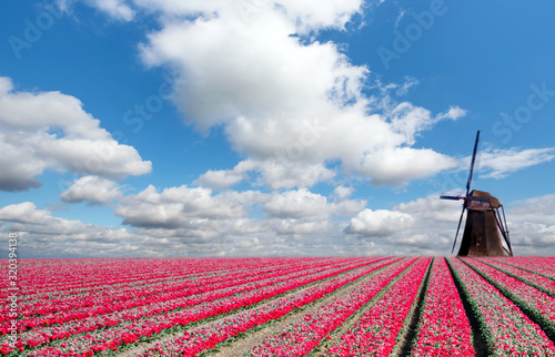 Beautiful magical spring landscape with a tulip field and windmills in the background of a cloudy sky in Holland. Charming places.
