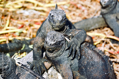iguanas of galapagos