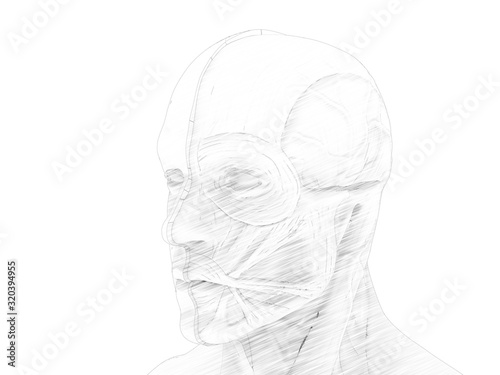 3D rendering - sketch human muscle anatomy