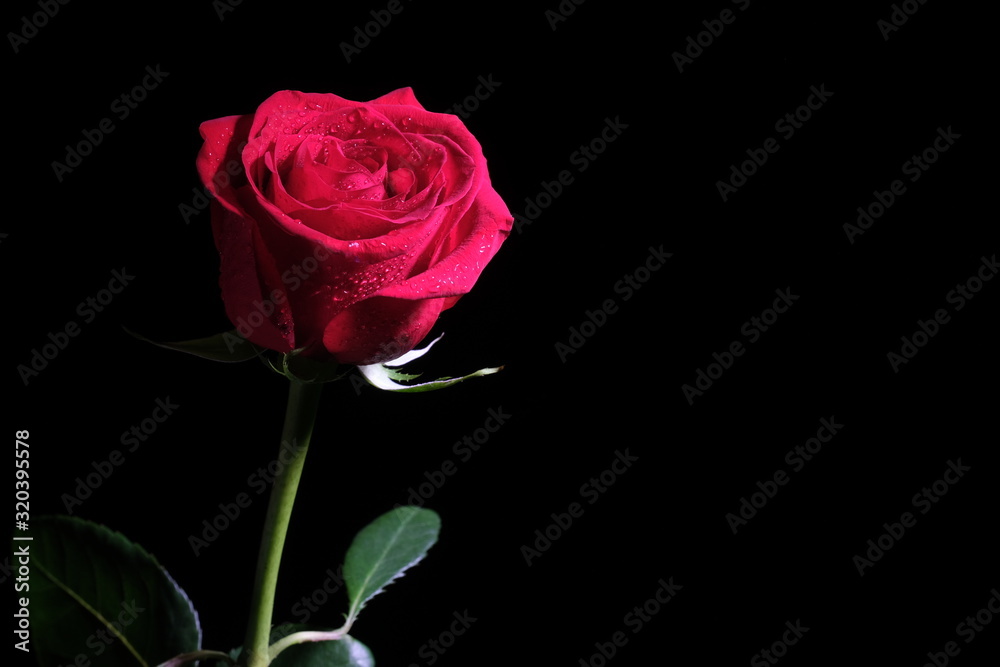 One red rose on a dark background One red rose on a dark background