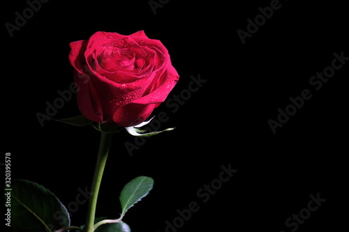 One red rose on a dark background