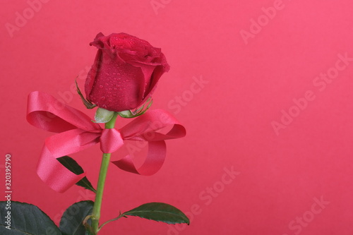 One rose with droplets and a ribbon on a red background