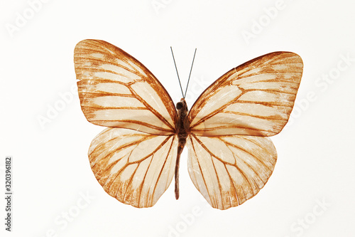 Butterfly specimen on white background  © mnimage