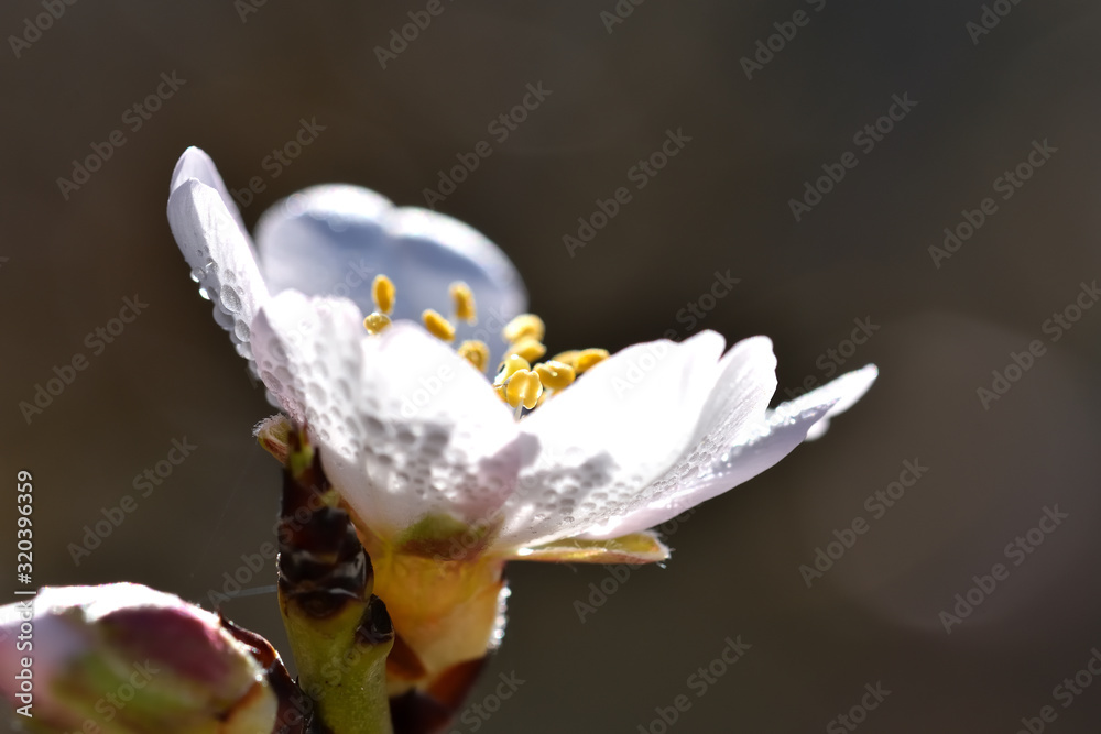 White almond blossom covered with dew and illuminated by morning light White almond blossom covered with dew and illuminated by morning light
