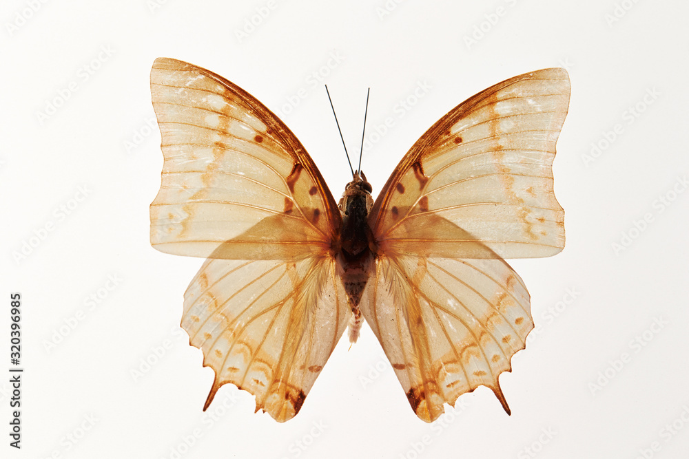 Fototapeta premium Butterfly specimen on white background 