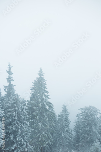 Mountain winter landscape. Beautiful nature and panoramic trees, in mountains. © Sandu