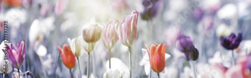 z-ciekawym-panoramicznym-motywem-kwiatow-tulipana