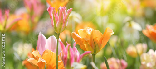 tulipany-w-czerwonych-i-zoltych-kolorach-i-wzorach