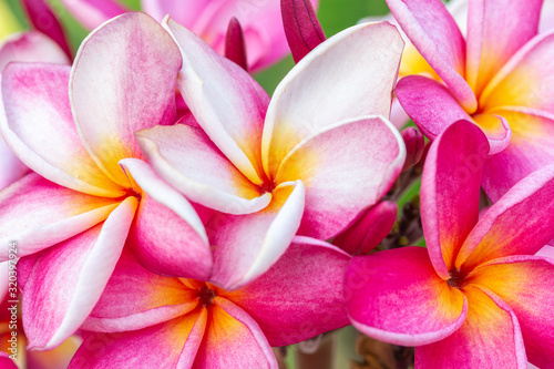 Closeup pink frangipani flowers or plumeria flowers, Beautiful blossom tropical tree