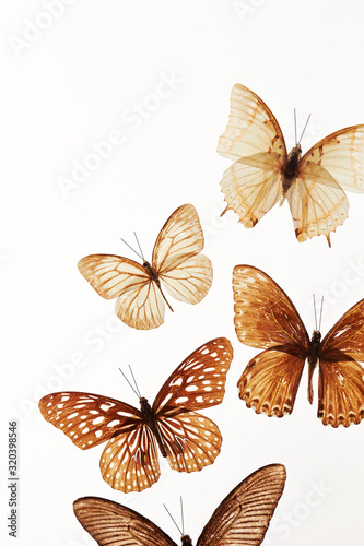 Butterfly specimen on white background  © mnimage
