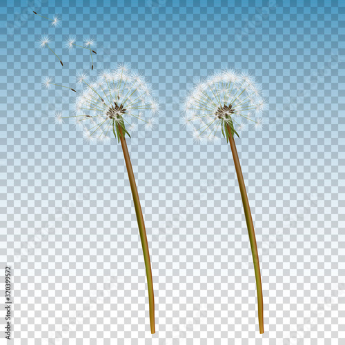 Vector 3d Realistic Dandelion Icon Set Closeup Isolated on Transparent Background. Nature Floral Spring or Summer Concept. Botanical Floral Design Template