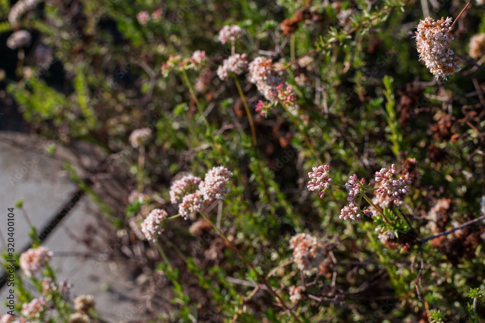 Image of some pink flowers, during spring Image of some pink flowers, during spring