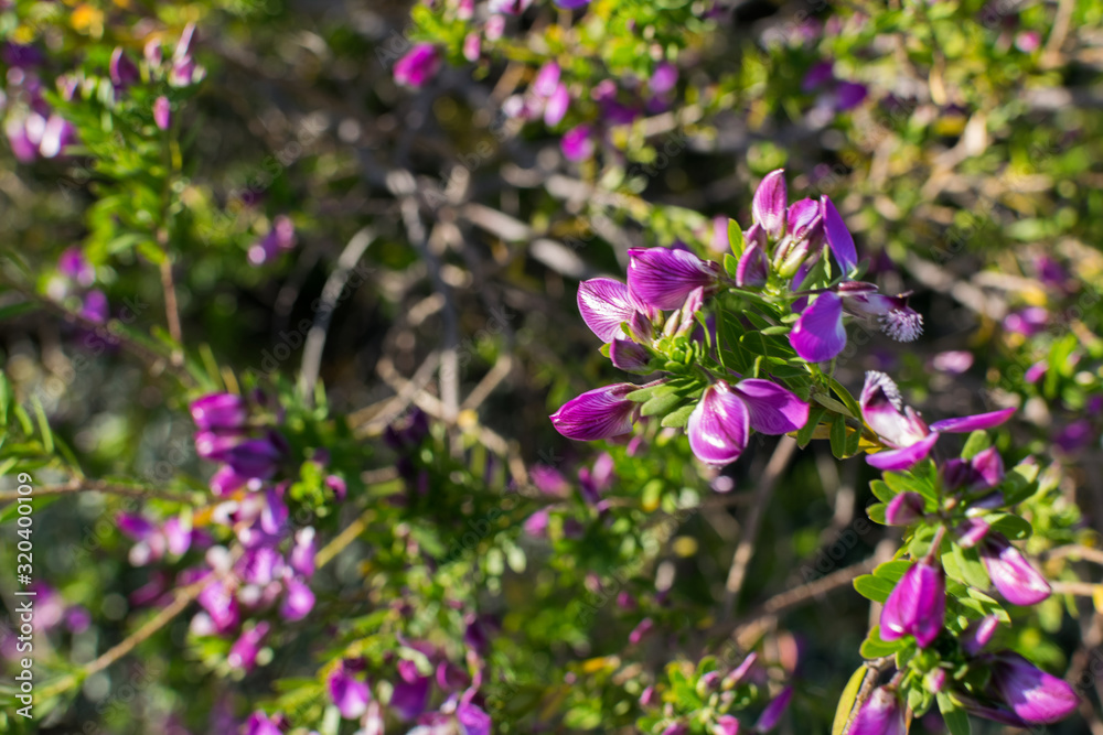 Image of some violet flowers on a branch, during spring Image of some violet flowers on a branch, during spring