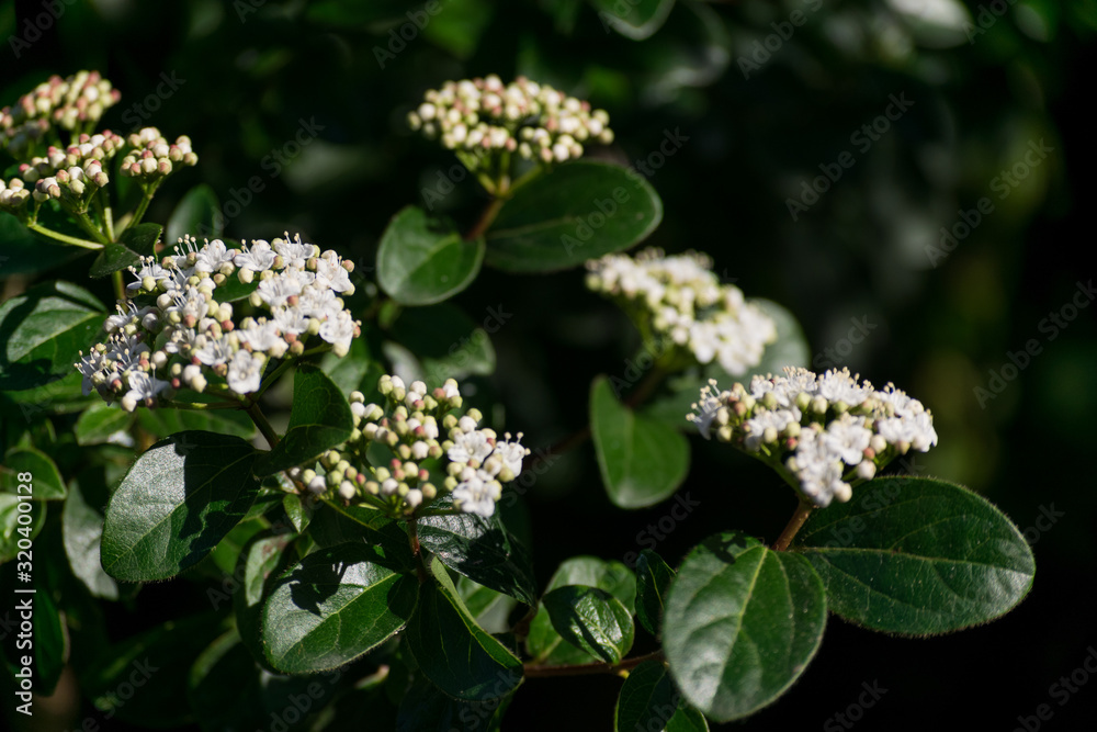 Image of some white flowers on a blanket of herbs in the field, during spring Image of some white flowers on a blanket of herbs in the field, during spring