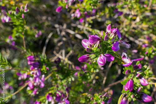 Image of some violet flowers on a branch  during spring