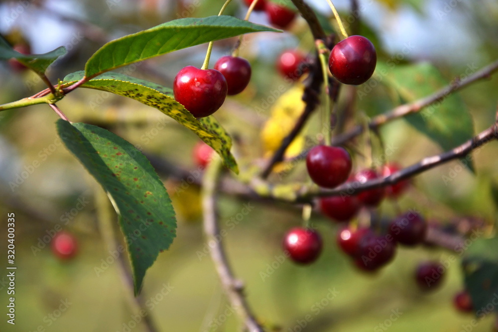 Red ripe cherries on branch of cherry tree with green nature leaves fuzzy background out of focus