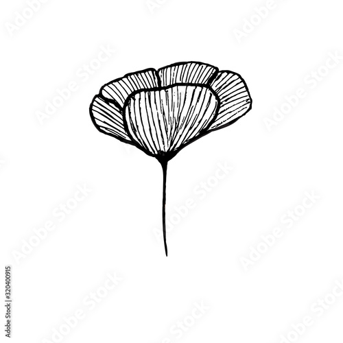 Poppy hand drawn ink illustration. black and white floral drawing of  poppy and california poppy.