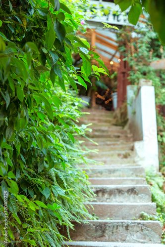 Go up the stone stairs.  Extending stairs and green plants.  comfortable environment.  Good place for a leisurely walk