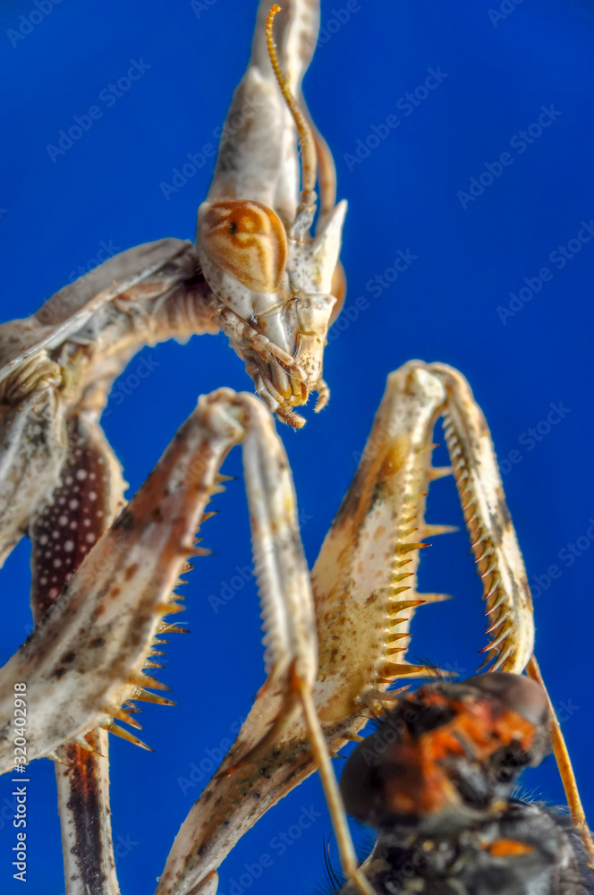 Close up of pair of Beautiful European mantis ( Mantis religiosa ) Close up of pair of Beautiful European mantis ( Mantis religiosa )