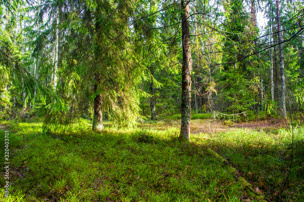 Fototapeta premium Spring green sunny bright forest. Landscape with trees