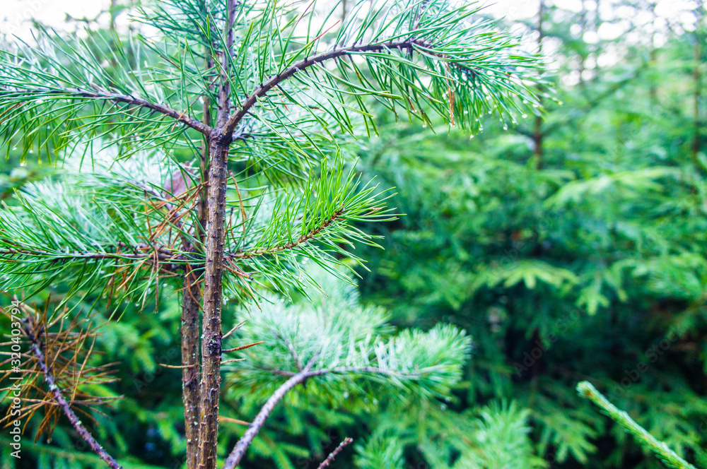 Coniferous tree branch with needles close-up.