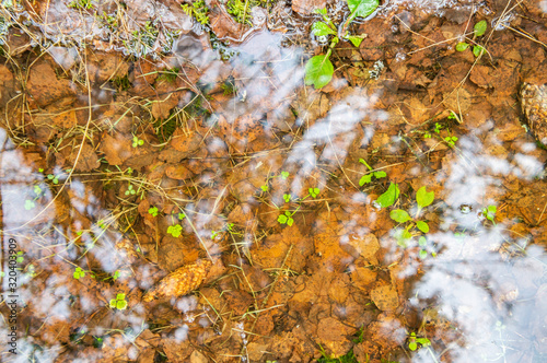 Wallpaper Mural Transparent bottom lake with fallen leaves and moss Torontodigital.ca