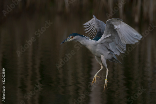 Beautiful Night Heron (Nycticorax nycticorax) flying low above the water. Blurry autumn background. Noord Brabant in the Netherlands.