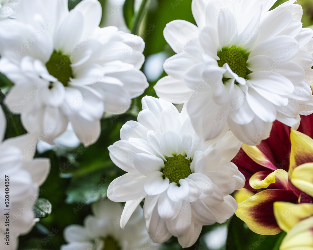 White spring flowers White spring flowers