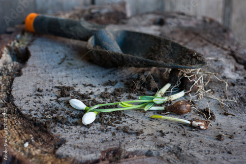 Galanthus. Bulbs of Snowdrops on wooden background. Gardening. 