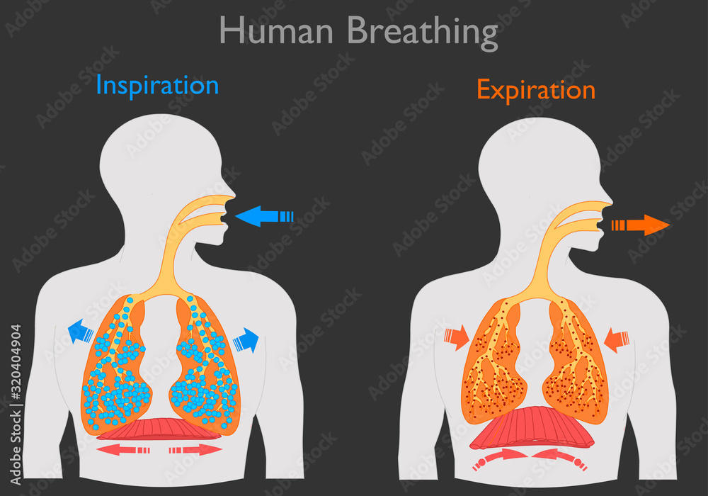 Inhalation Photos and Images & Pictures