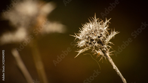 thistle on a background of blue sky