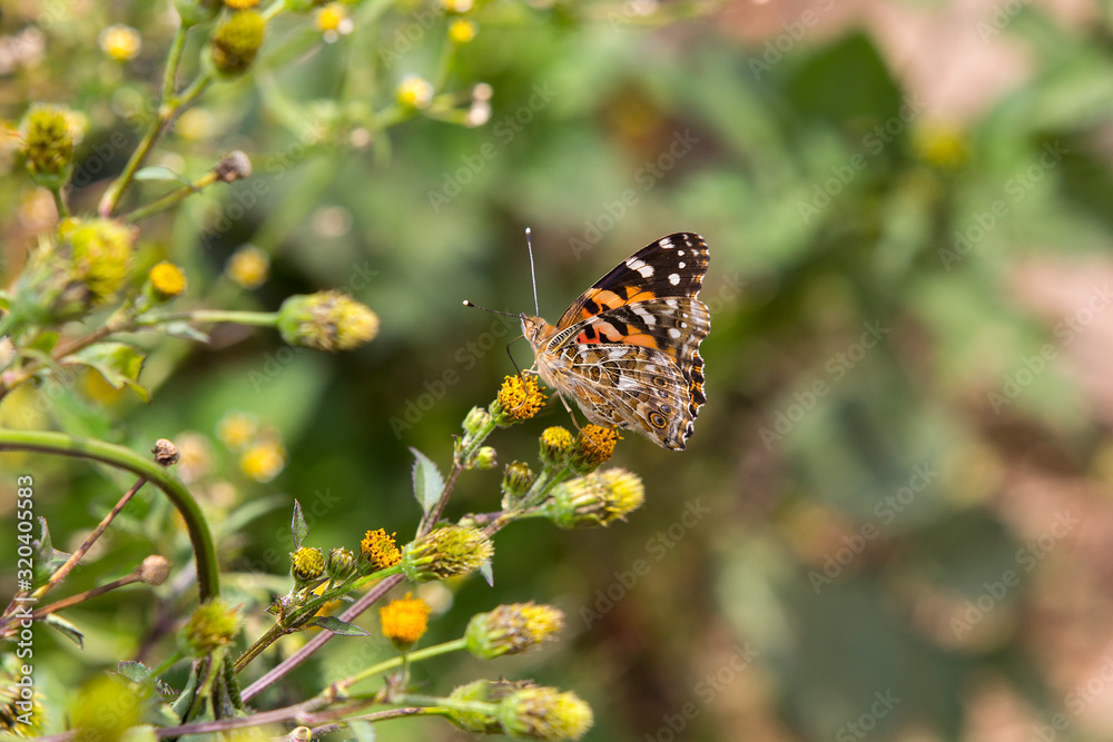 Motley butterfly on th e yellow flower Motley butterfly on th e yellow flower
