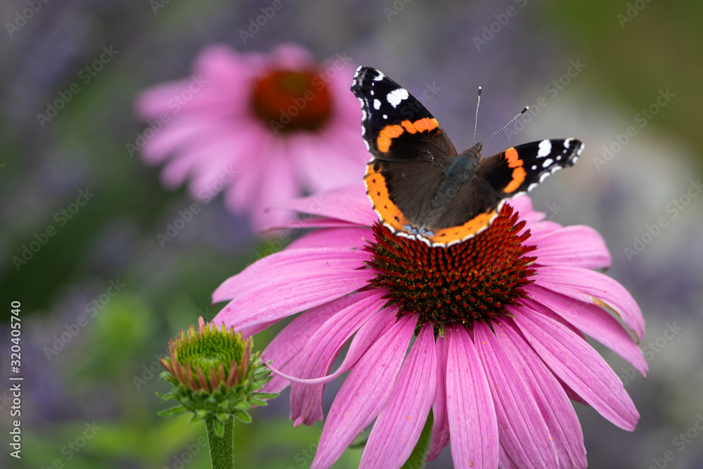 Admiral butterfly on a coneflower Admiral butterfly on a coneflower