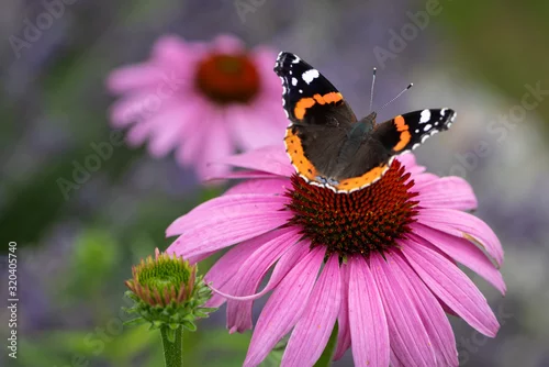 Fototapeta na wymiar Admiral butterfly on a coneflower