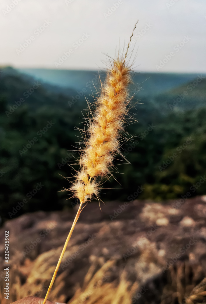 Naklejka premium Picture of a grass in the forest