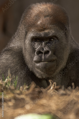 Gorilla deep in thought 