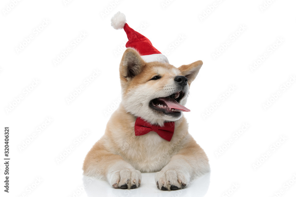 Sleepy Akita Inu yawning with its tongue exposed Sleepy Akita Inu yawning with its tongue exposed