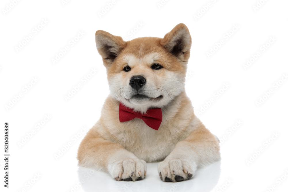 Confident Akita Inu looking forward while wearing a red bowtie