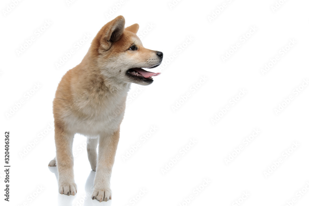 Dutiful Akita Inu looking to the side and listening