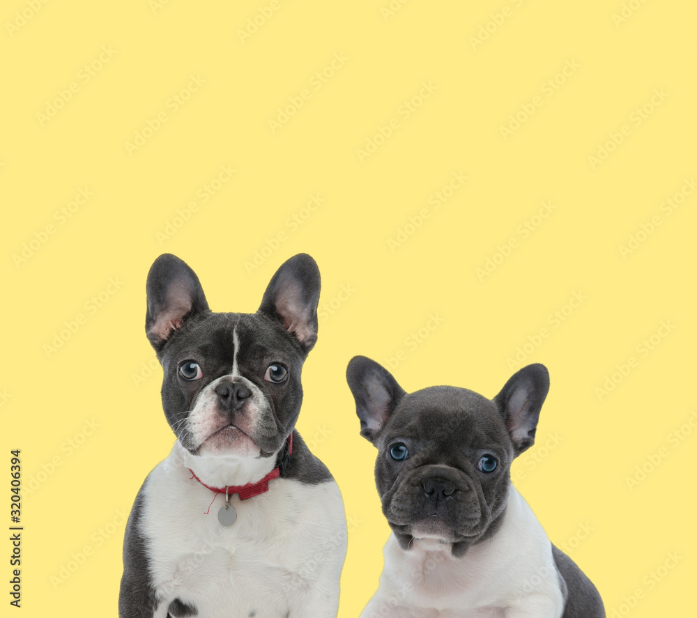 couple of french bulldog dogs wearing red leash